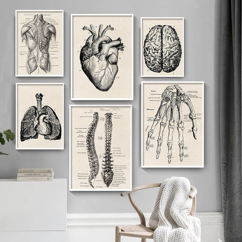 Medical Lab Posters - Affiche d'art de toile d'oeuvre d'anatomie
